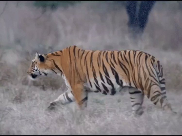 सतपुड़ा टाइगर रिजर्व में शिकार से चूका बाघ:फुर्ती दिखाकर भागा बायसन का झुंड; टूरिस्ट ने बनाया VIDEO