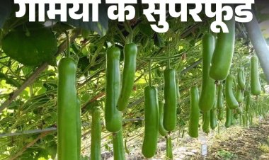 गर्मियों के सुपरफूड- लौकी में 10 औषधीय गुण:पोटेशियम-कैल्शियम से भरपूर लौकी पचने में आसान, न्यूट्रिशनिस्ट से जानें इसके फायदे