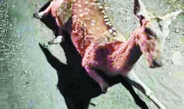 वाहन की ठोकर से चीतल की मौत