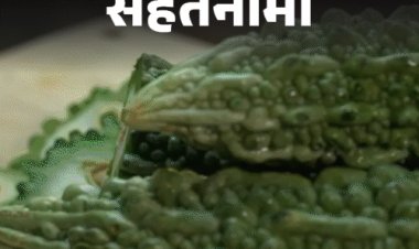सेहतनामा- करेला खाने के कई फायदे:डायबिटीज से लेकर कैंसर तक में असरदार, वजन घटाने में भी मददगार; जानिए किसे नहीं खाना चाहिए