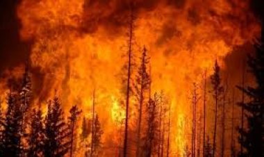 दक्षिण कोरिया में जंगल में आग लगने से कम से कम 16 लोगों की मौत, 19 घायल