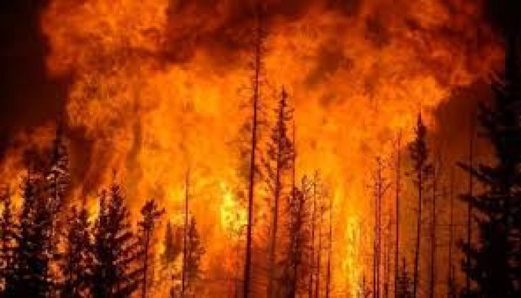 दक्षिण कोरिया में जंगल में आग लगने से कम से कम 16 लोगों की मौत, 19 घायल