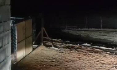 माधव टाइगर रिजर्व में नए बाघ की एंट्री:बाघों की संख्या पहुंची सात, MP5 को तड़के 4 बजे किया रिलीज