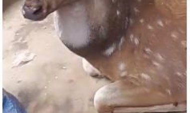 प्यासा बारहसिंघा पानी की तलाश में घर तक पहुंचा