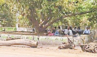 बायपास के लिए कटेंगे  100 साल पुराने पेड़