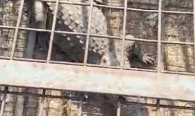 मनासा के जेथली गांव में घुसा मगरमच्छ:घर के बाड़े में मिला, एक घंटे में किया रेस्क्यू