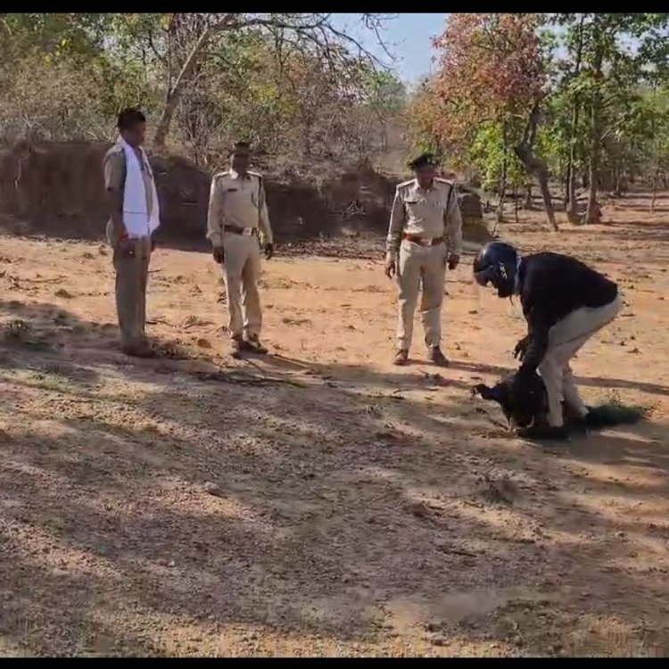 घायल मोर को इलाज के बाद जंगल में छो़ड़ा:बांधवगढ़ टाइगर रिजर्व में मिला था, 10 दिन डॉक्टरों ने की देखरेख