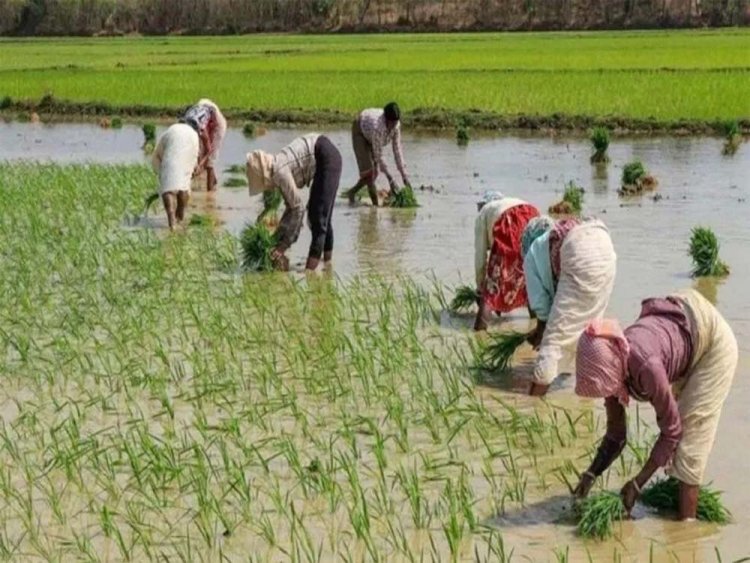 पानीपत में 15 जून से पहले धान की रोपाई करने पर सख्त कार्रवाई की जाएगी, उल्लंघन करने पर मिलेगी सजा
