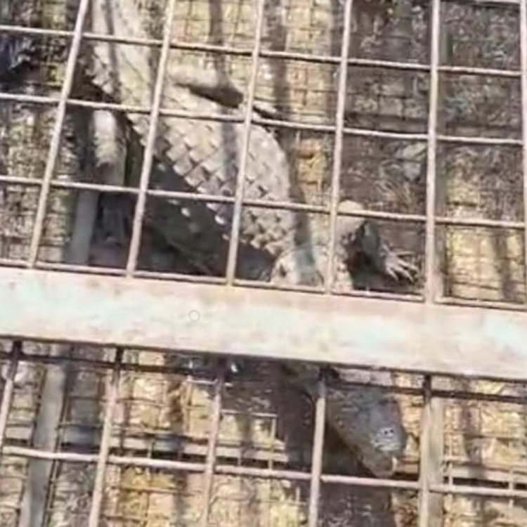 मनासा के जेथली गांव में घुसा मगरमच्छ:घर के बाड़े में मिला, एक घंटे में किया रेस्क्यू