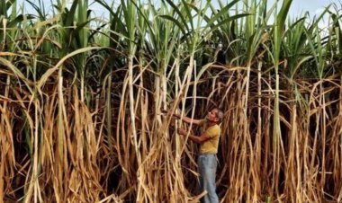 प्रधानमंत्री मोदी द्वारा गन्ने का एफआरपी 355 रुपए प्रति क्विंटल निर्धारित करने पर मुख्यमंत्री डॉ. यादव ने माना आभार