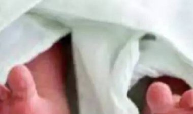 भोपाल के शाहपुरा में झाड़ियों में मिला भ्रूण:फेंकने वाले की तलाश में जुटी पुलिस, सीसीटीवी खंगाले जा रहे