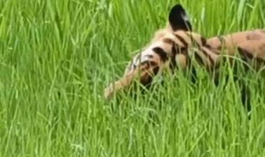 बांधवगढ़ में बाघ के घास खाने का VIDEO:एक्सपर्ट बोले- ज्यादा मांस खाया, अब हाजमा दुरुस्त कर रहे