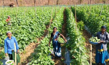 खीरा की खेती ने बदली सुभद्रा की जिंदगी