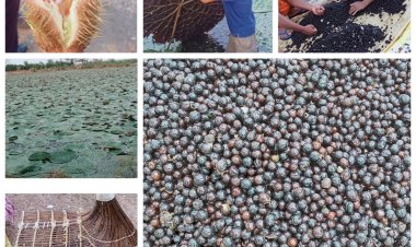 मखाना उत्पादन को मिली छत्तीसगढ़ में प्रोतत्साहन  ????