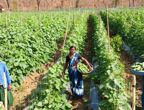 खीरा की खेती ने बदली सुभद्रा की जिंदगी