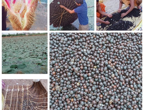 मखाना उत्पादन को मिली छत्तीसगढ़ में प्रोतत्साहन  ????