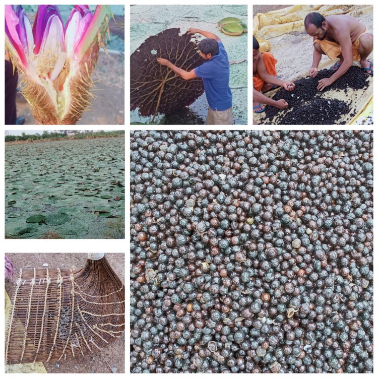 मखाना उत्पादन को मिली छत्तीसगढ़ में प्रोतत्साहन  ????